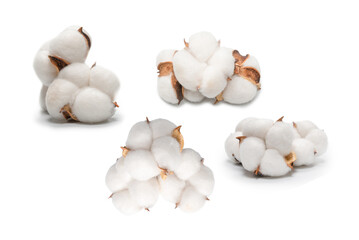 Cotton flower branch isolated on white background.