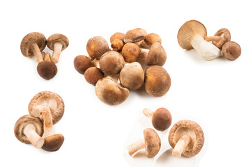 Shitake mushroom isolated on white.