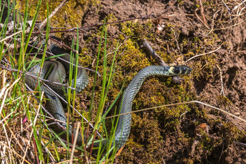 Beautiful Grass snake crawling on the ground in springtime
