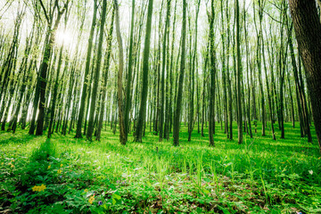 a spring forest trees. nature green wood sunlight backgrounds.