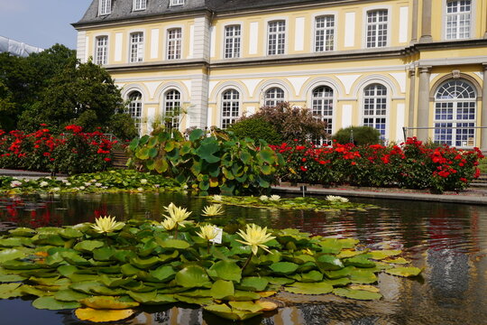 Seerosen vor dem Poppelsdorfer Schloss in Bonn