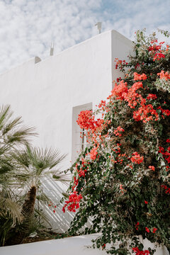 A serene Ibiza-style patio with a white stucco wall, sheer curtains, a woven rattan chair, and vibrant bougainvillea, creating a peaceful Mediterranean retreat bathed in natural sunlight