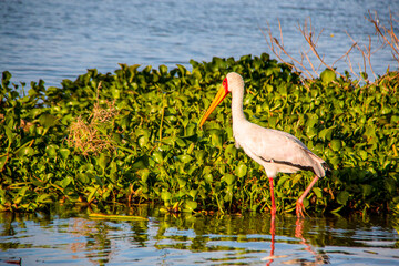 View of a beautiful yellow-billed stork wading through the water and foraging next to the water hyacinths on the shore of Lake Naivasha, Kenya