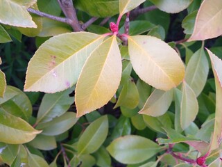 red and green leaves