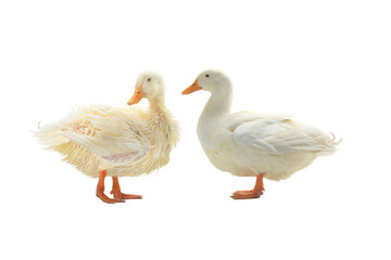 dry and wet duck isolated on white background
