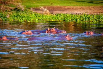 View of a herd of hippos snoozing in the waters near the shore of Lake Naivasha in Kenya