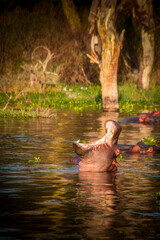 View of a hippo raising from the water and yawning heartily, Lake Naivasha, Kenya