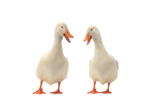two ducks isolated on white background