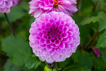 Obraz premium dahlia flowers