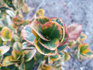 close up of a cactus