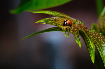 ladybug on a green tree leaves macro