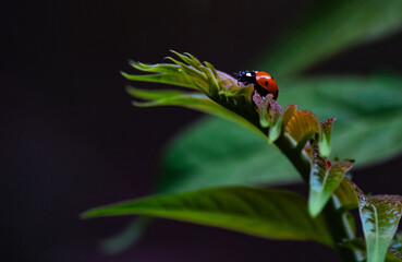 ladybug on a green tree leaves macro