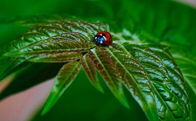 ladybug on a green tree leaves macro