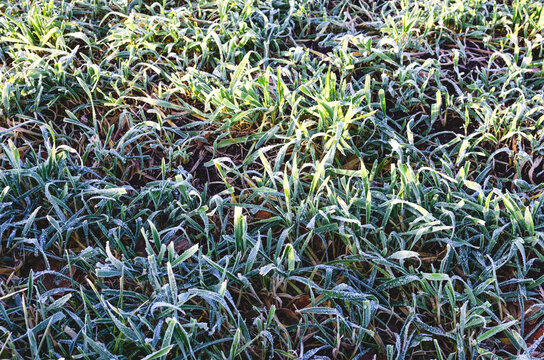 Grass In The Frost In The Backyard, Morning Frost