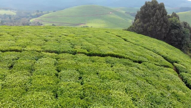 Drone shot of Tea Farm in the hill of Burundi. African tea farm, East Africa