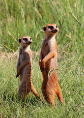 Meerkat, Addo Elephant National Park, South Africa