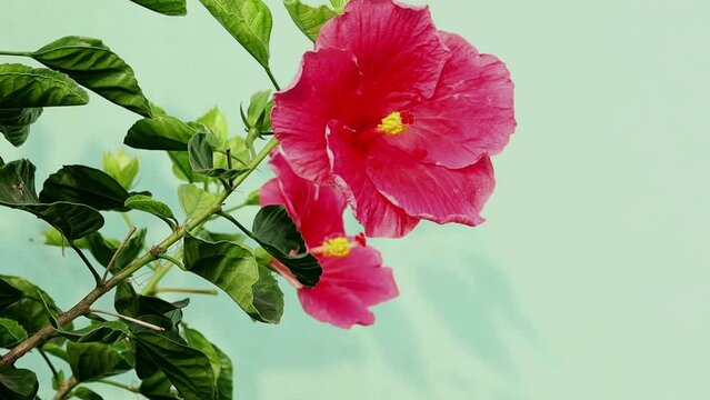 Red china hibiscus flower in the plant