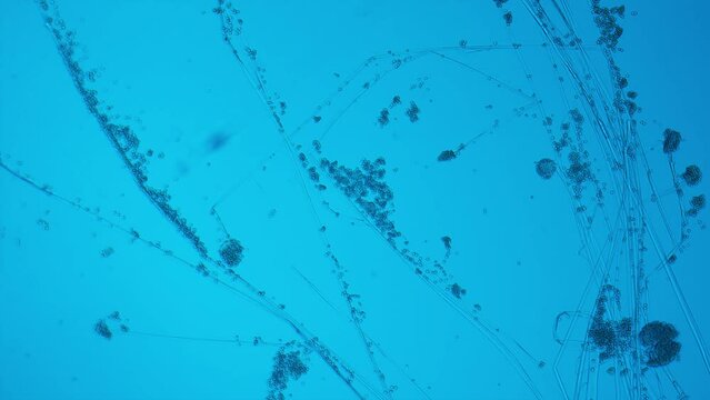 Mold or Mould. Fungus that grows in the form of multicellular filaments called hyphae. Toxic compounds or mycotoxins produced by molds. 100X Magnification
