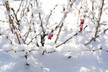 A bush with red berries dusted with fluffy snow on a sunny frosty day