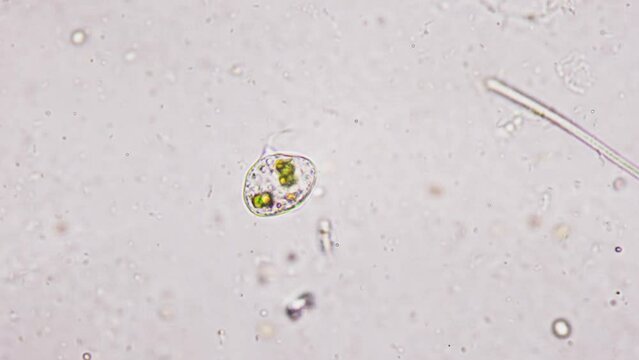 An amazing pear-shaped microorganism with one flagellum in a liquid medium. Microbiomechanics. Biomechanics of living organisms at the cellular level under a microscope. Development of new principles 