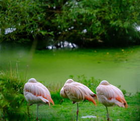 Fototapeta na wymiar Flock of Chilean Flamingos on the green shores of a Pond in a park in West Yorkshire outside Leeds, UK