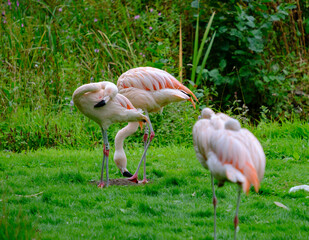 Flock of Chilean Flamingos on the green shores of a Pond in a park in West Yorkshire outside Leeds, UK