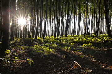 spring forest with sun rays