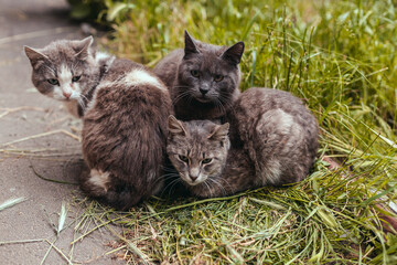 Frightened three homeless grey cats sit on the green grass, look at the camera