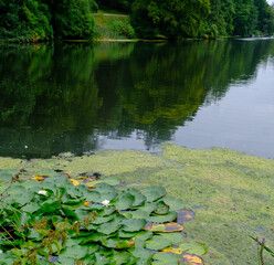 Beautiful landscape of trees foliage and a Pond with water lilies in West Yorkshire in the United Kingdom