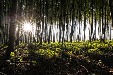 spring forest with sun rays
