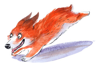 red-haired Welsh corgi dog runs with his tongue sticking out, watercolor