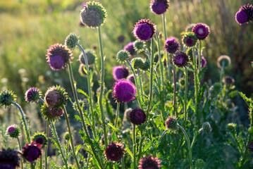 Milk thistle flowers in the field. The golden hour.The concept of medicinal plants - 486074483