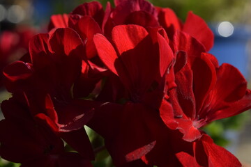 Red geraniums 