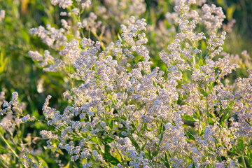 White wildflowers in a summer field. Natural background - 486074488