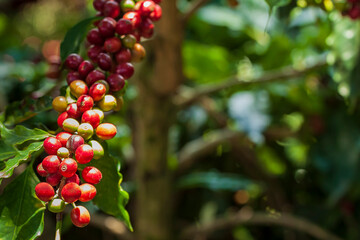Colombian Coffee