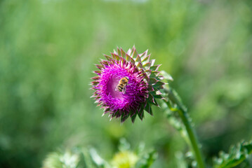 Milk thistle flower with a bee in a summer field. Close-up.The concept of medicinal plants - 486074625