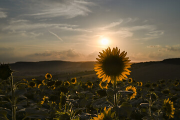 Sunflowers at sunset on a warm summer day