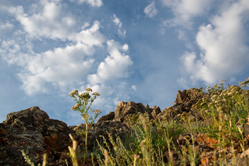 A white wild flower on a rock. Rocks with green bushes.against the blue sky. The golden hour. The concept of nature - 486074680