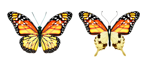 Fototapeta na wymiar Color monarch butterflies, isolated on the white background