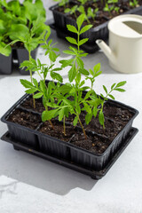 Seedling sprouts of marigolds tagetes flowers in plastic pots on gray background. Gardening concept, springtime.