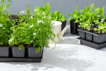 Seedling sprouts of lobelia in black plastic pots, lobelia plant with white flowers on gray background. Gardening concept, springtime. - obrazy, fototapety, plakaty