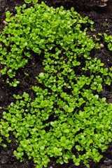 Young sprouts of  lobelia flowers as background.  Gardening concept, springtime. Top view, close-up.