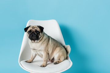 funny, fawn color pug sitting on white chair on blue background