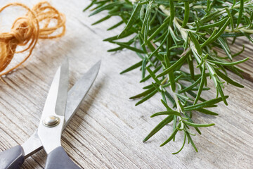 Closeup of a bunch of fresh aromatic green rosemary herb on old wood background with a pair of scissors and twine.       