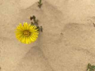 dandelion in the sand