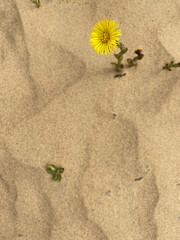 dandelion in the sand