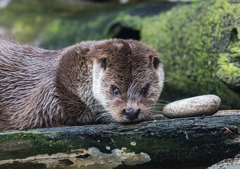 Close-up portrait of cute eurasian otter is in a pond