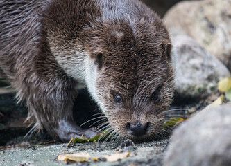 Close-up portrait of cute eurasian otter is in a pond