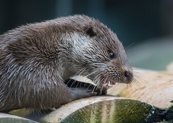 Close-up portrait of cute eurasian otter is in a pond