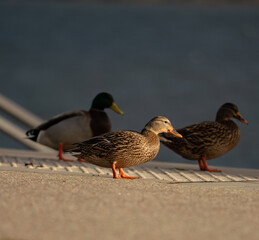 Enten am See. 